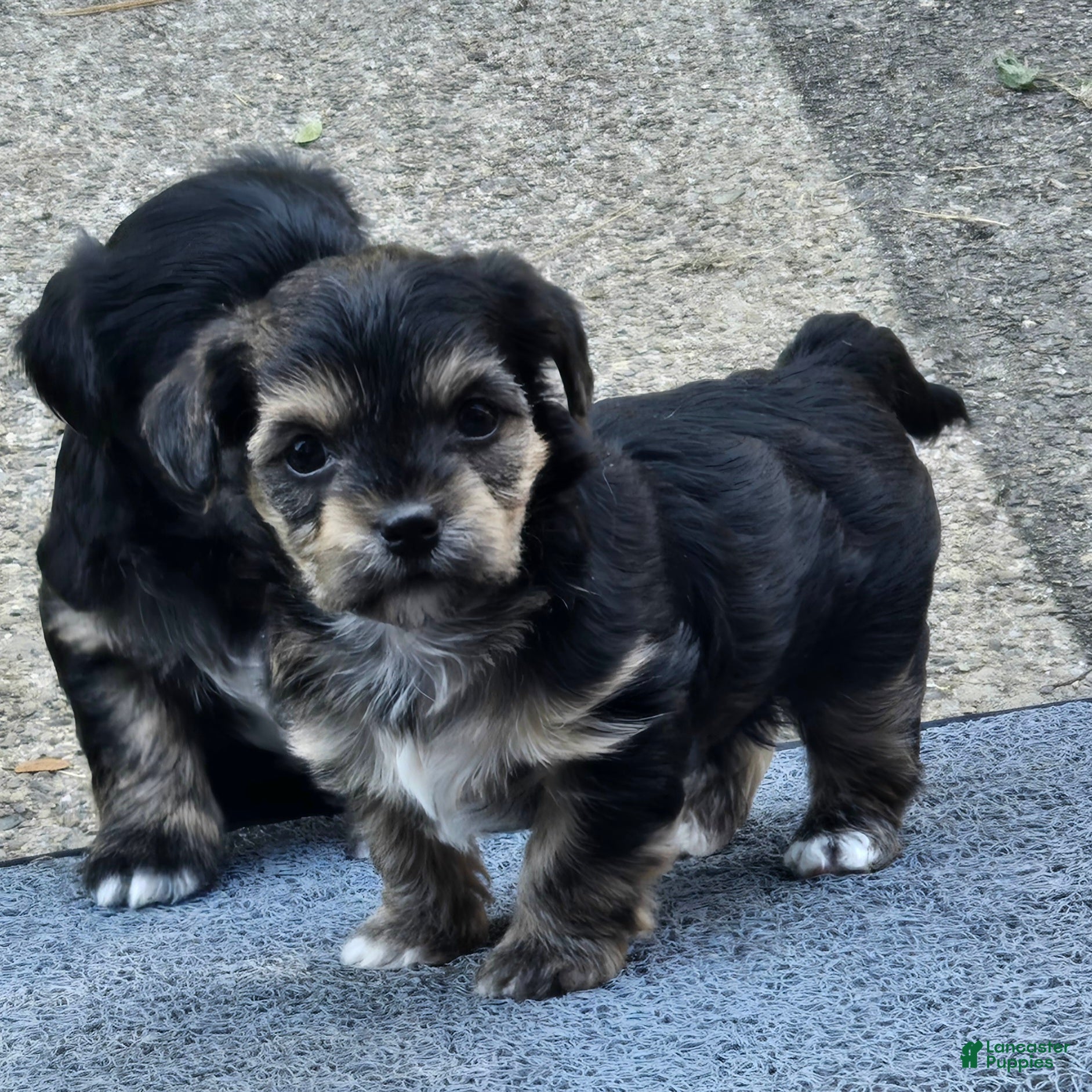 Morkie dogs for sale: Uno - Ad 2