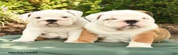 English Bulldog dogs for sale: Poky - Ad 5