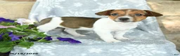 Jack Russell Terrier dogs for sale: Jenna - Ad 2