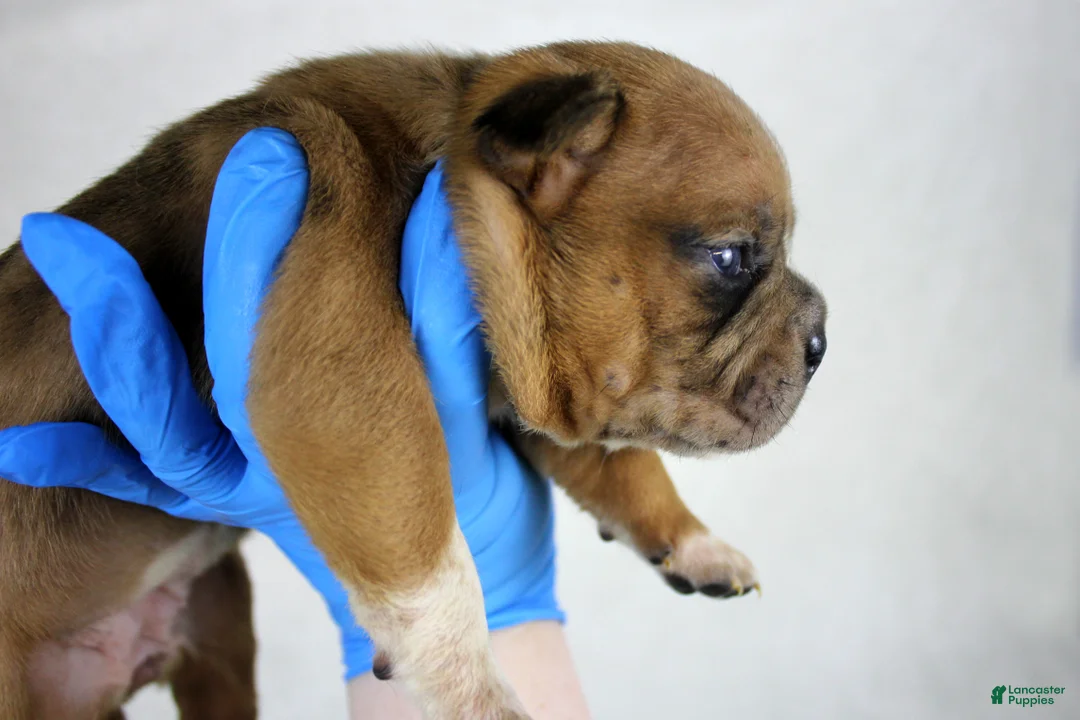 American Bully dogs for sale: Black Fawn Merle Female - Ad 8