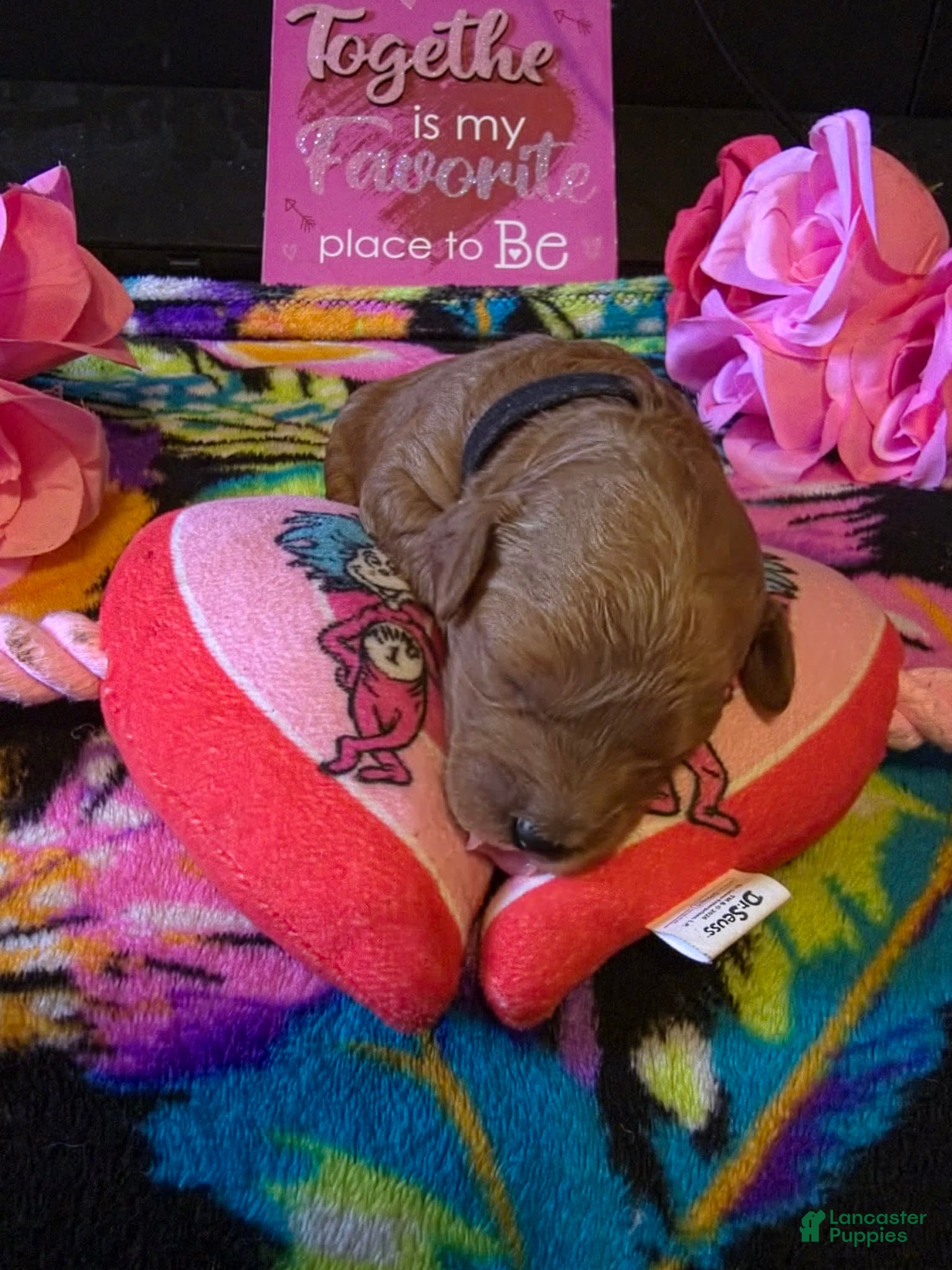 Mini Goldendoodle dogs buddy - Ad 2