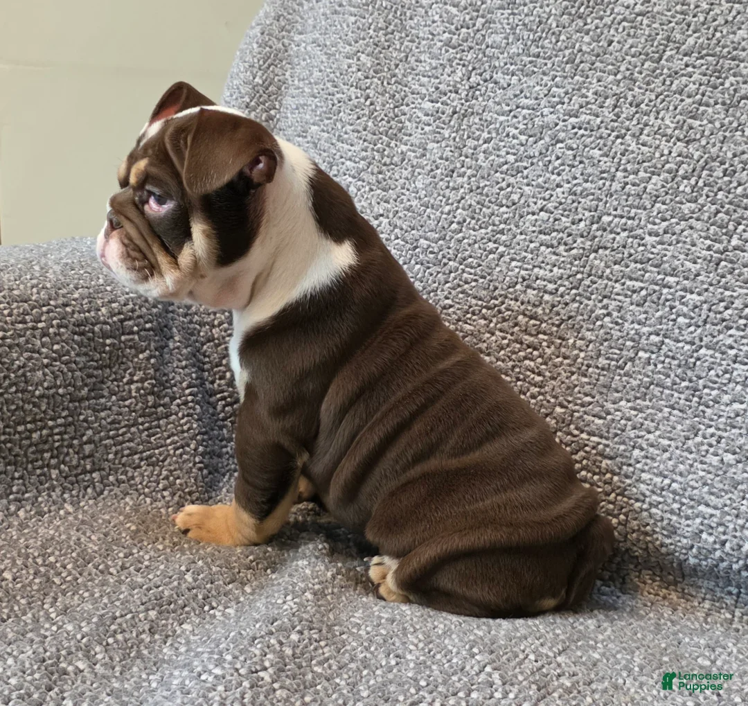 English Bulldog dogs for sale: AKC Bailey - Ad 4