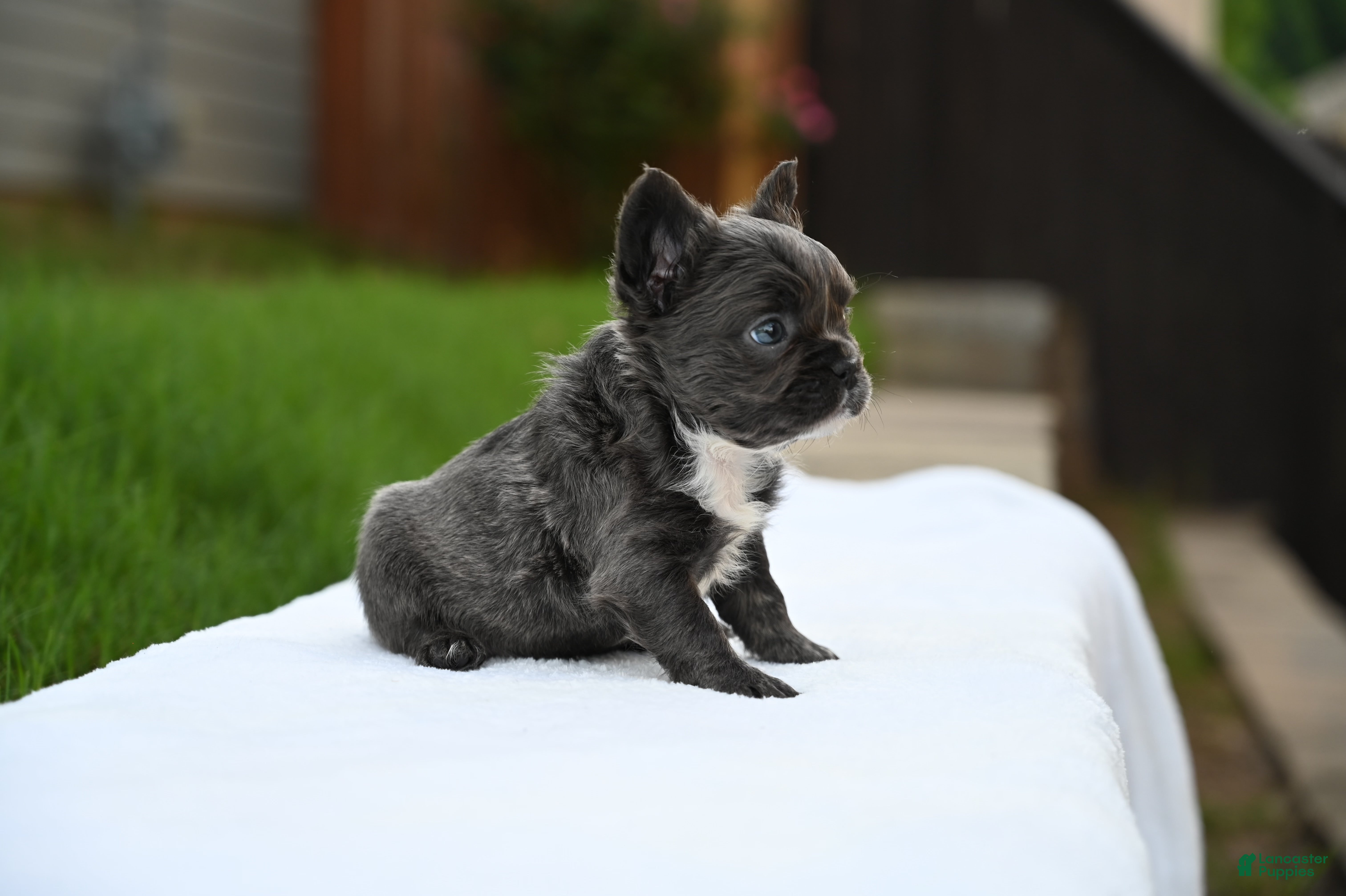French Bulldog dogs French Bulldog 2 - Ad 2
