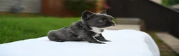 French Bulldog dogs for sale: French Bulldog 2 - Ad 2