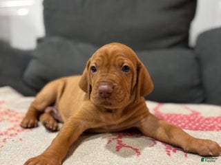 Vizsla dogs - Ad 4