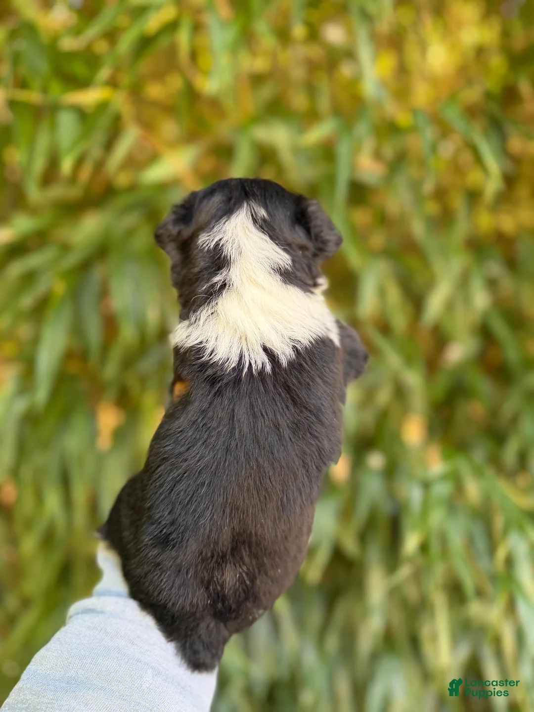 Miniature Australian Shepherd dogs for sale: Miniature Australian Shepherd 3 - Ad 2