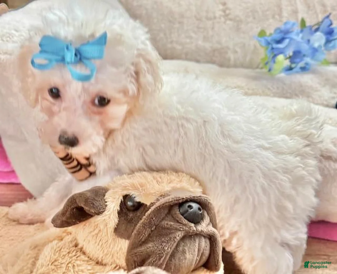 Toy Poodle dogs for sale: Toy Poodle Puppy 1 - Ad 2
