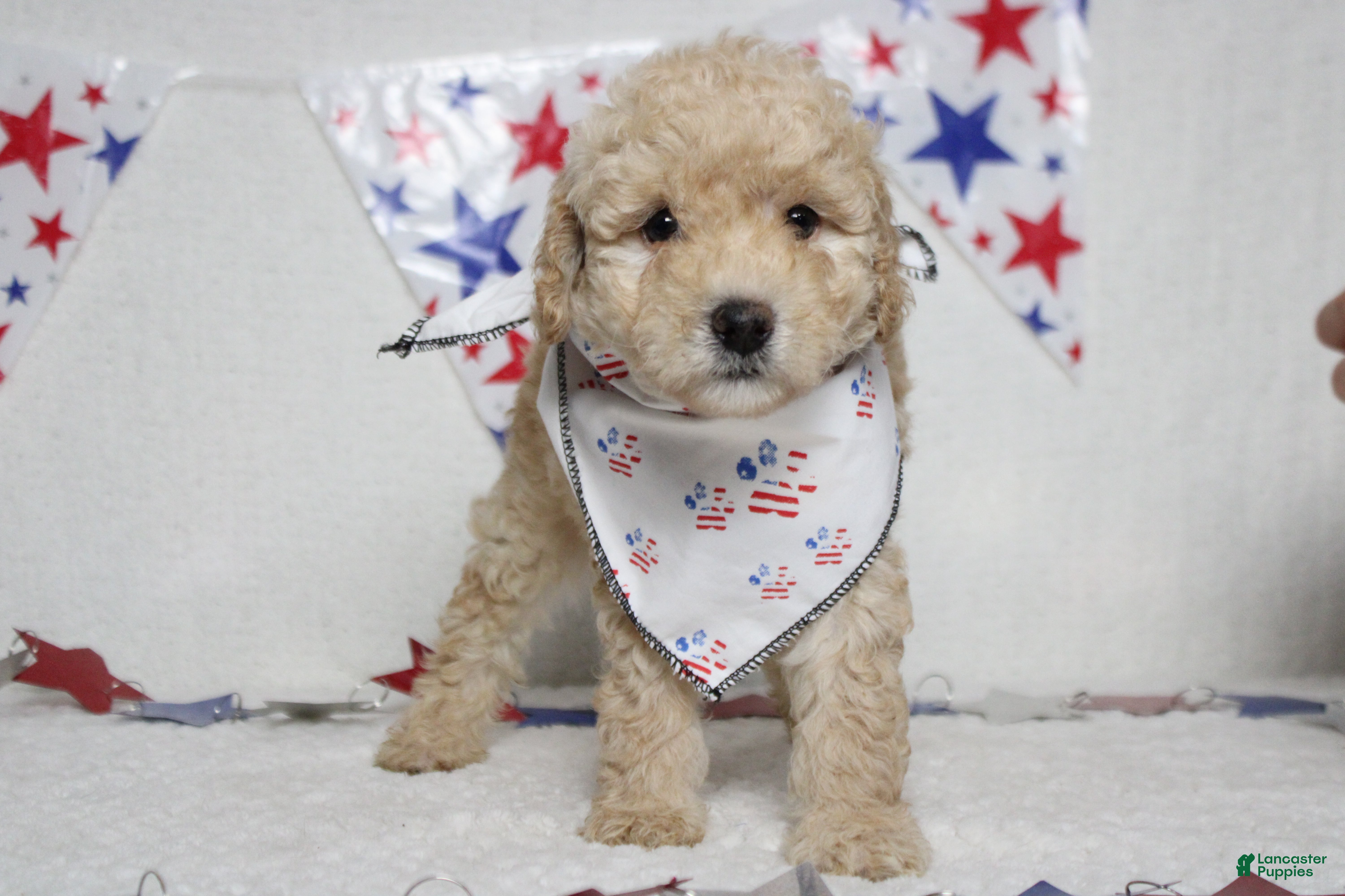 Toy Poodle dogs Theodore  - Ad 12