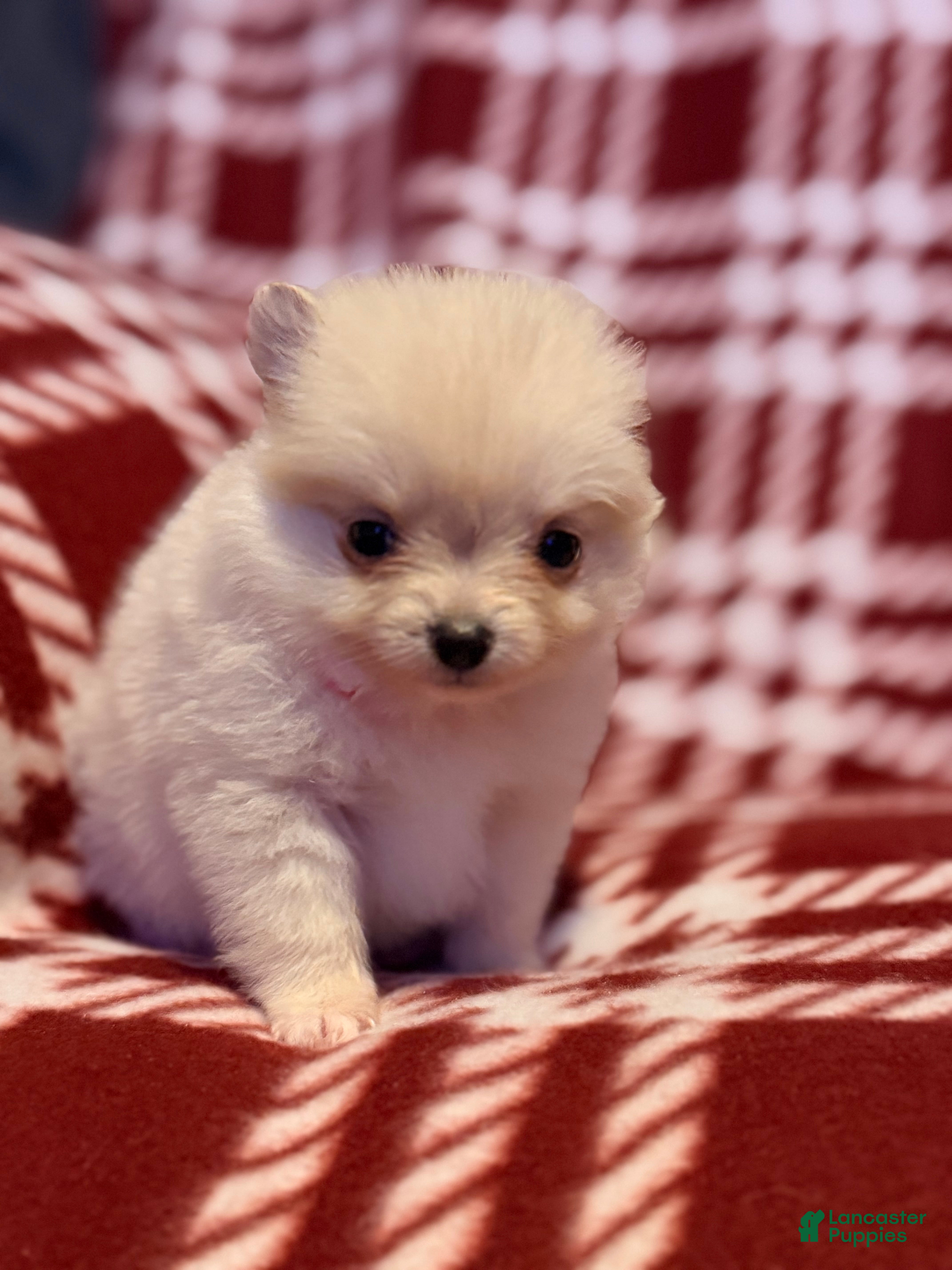 Pomeranian dogs for sale: Snowball - Ad 1