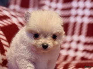 Pomeranian dogs for sale: Snowball - Ad 1