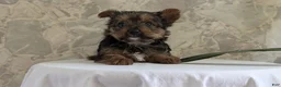 Yorkshire Terrier dogs for sale: Xena - Ad 6