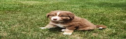 Australian Shepherd dogs for sale: Bear - Ad 3