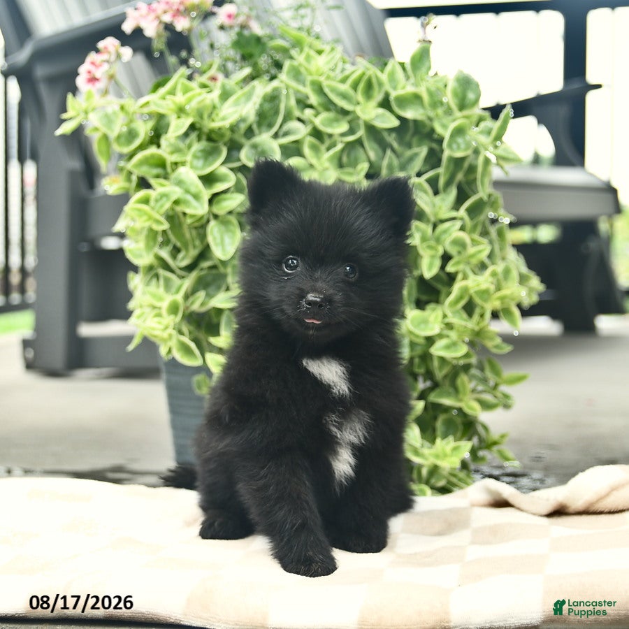 Pomeranian dogs Pupcake  - Ad 1