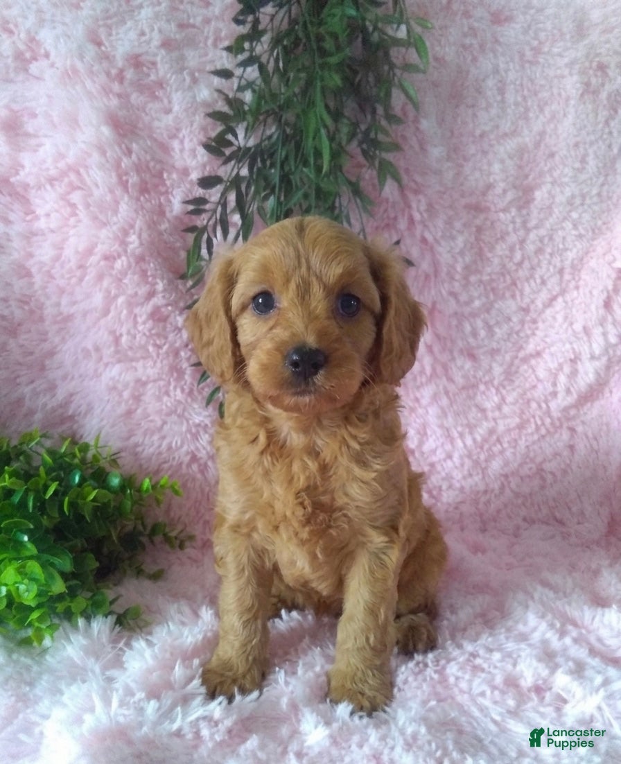 Cavapoo dogs Cavapoo Girl 1 - Ad 1
