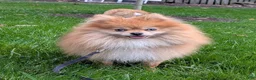 Pomeranian dogs for sale: Jude - Ad 12