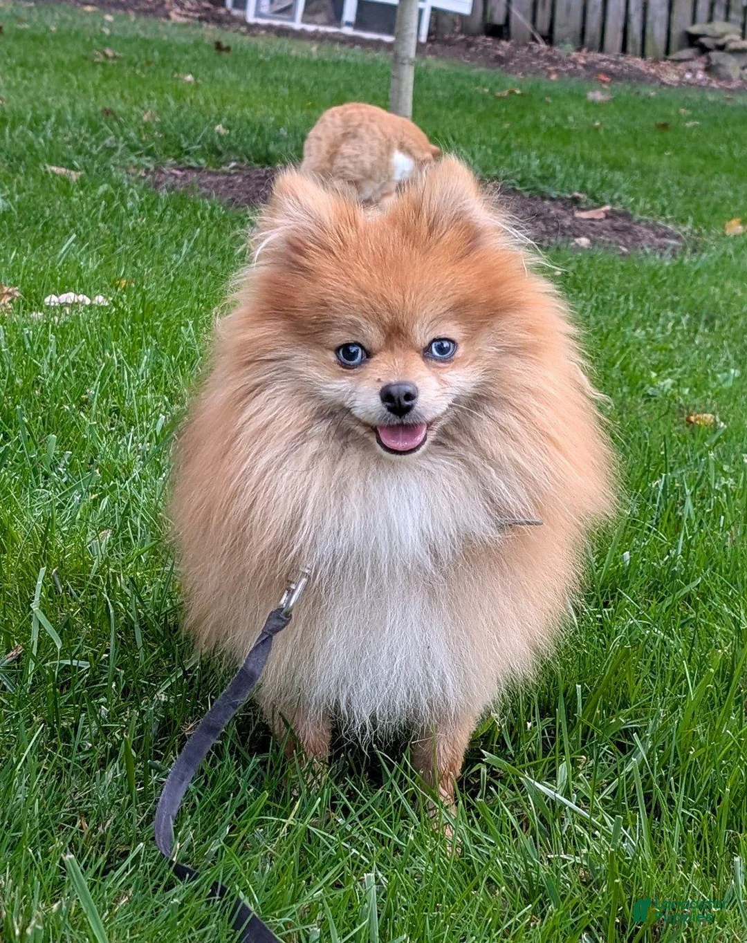 Pomeranian dogs for sale: Jude - Ad 12