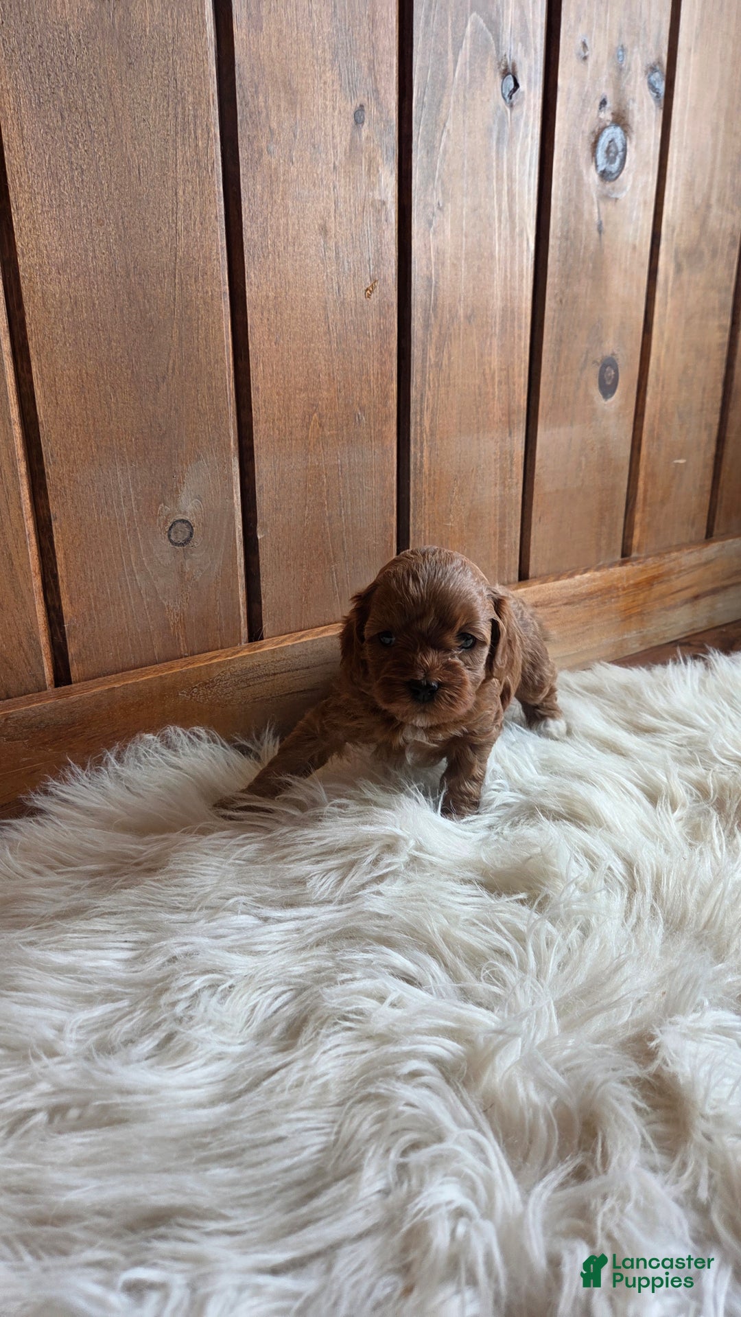 Cavapoo dogs for sale: Jasper - Ad 2