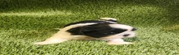 Shih Tzu dogs for sale: Shih Tzu 2 - Ad 3