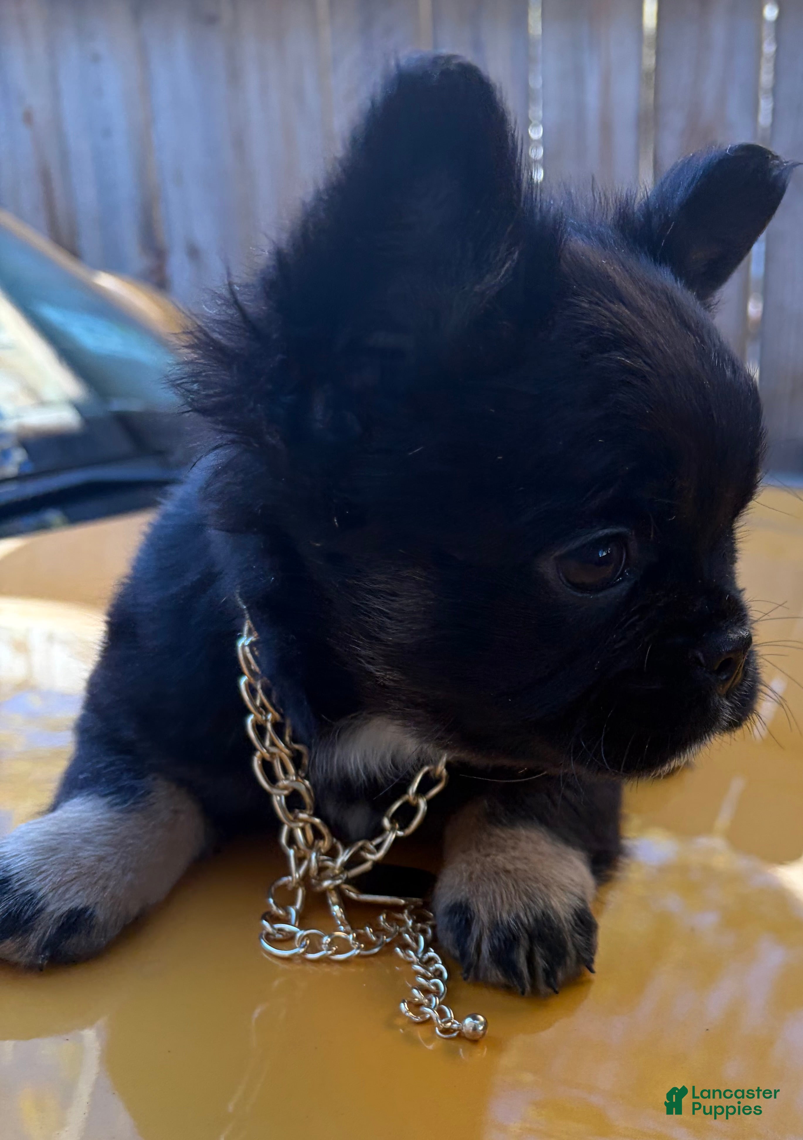 French Bulldog dogs for sale: French Bulldog  - Ad 1