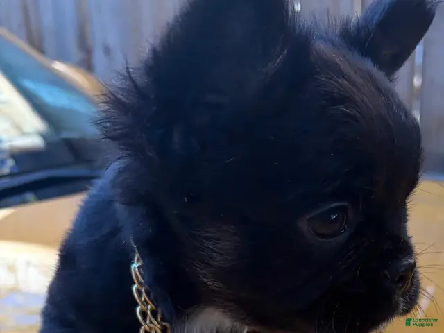 French Bulldog dogs for sale: French Bulldog - Ad 1