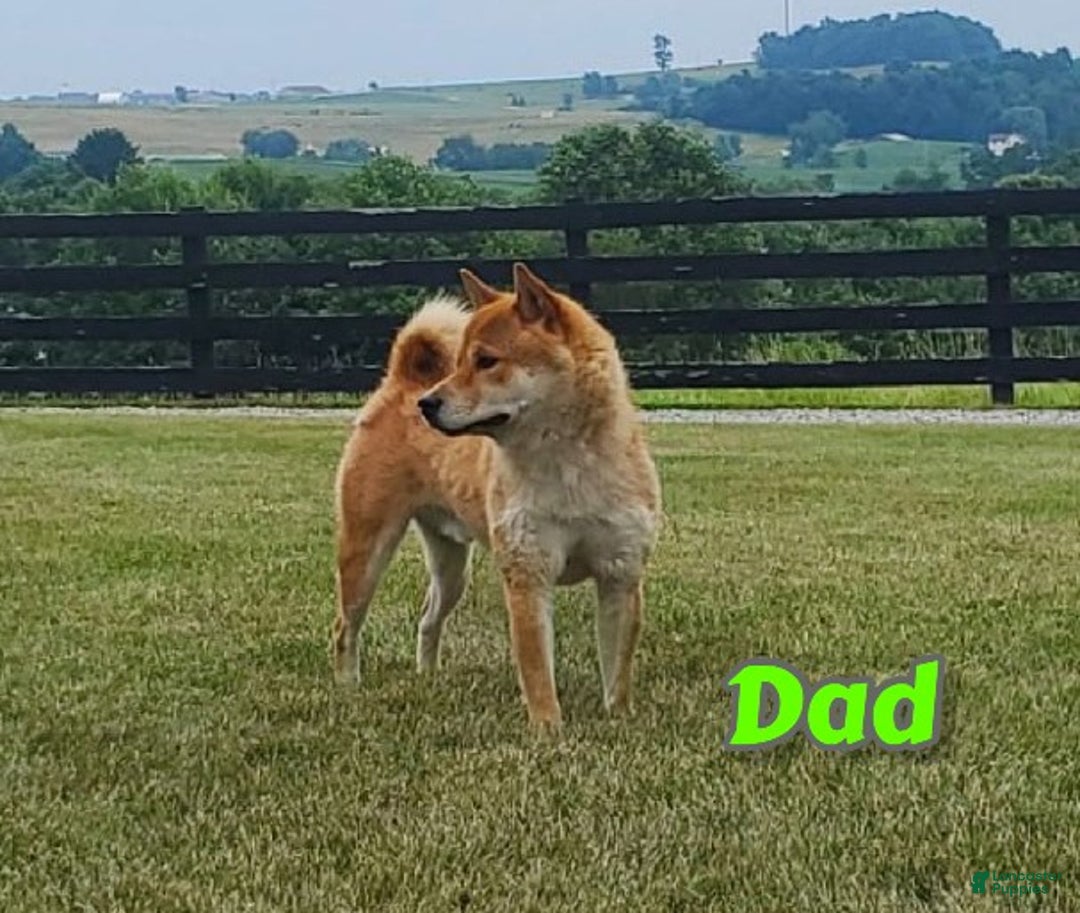 Shiba Inu dogs for sale: Ace - Ad 7