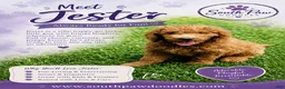Goldendoodle dogs for sale: Jester - Ad 1