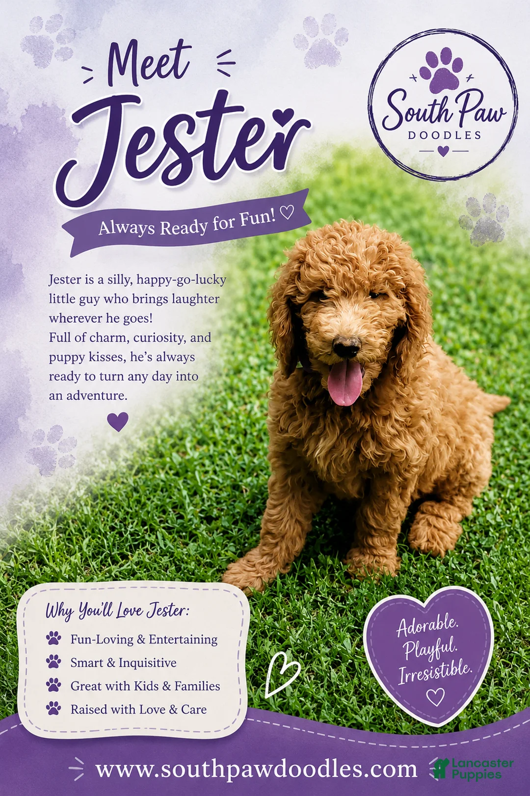 Goldendoodle dogs for sale: Jester - Ad 1
