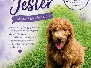 Goldendoodle dogs for sale: Jester - Ad 4