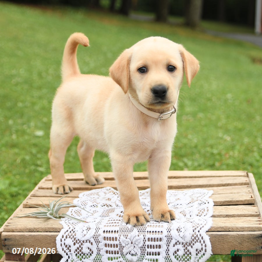 Labrador Retriever dogs Magnolia - Ad 2