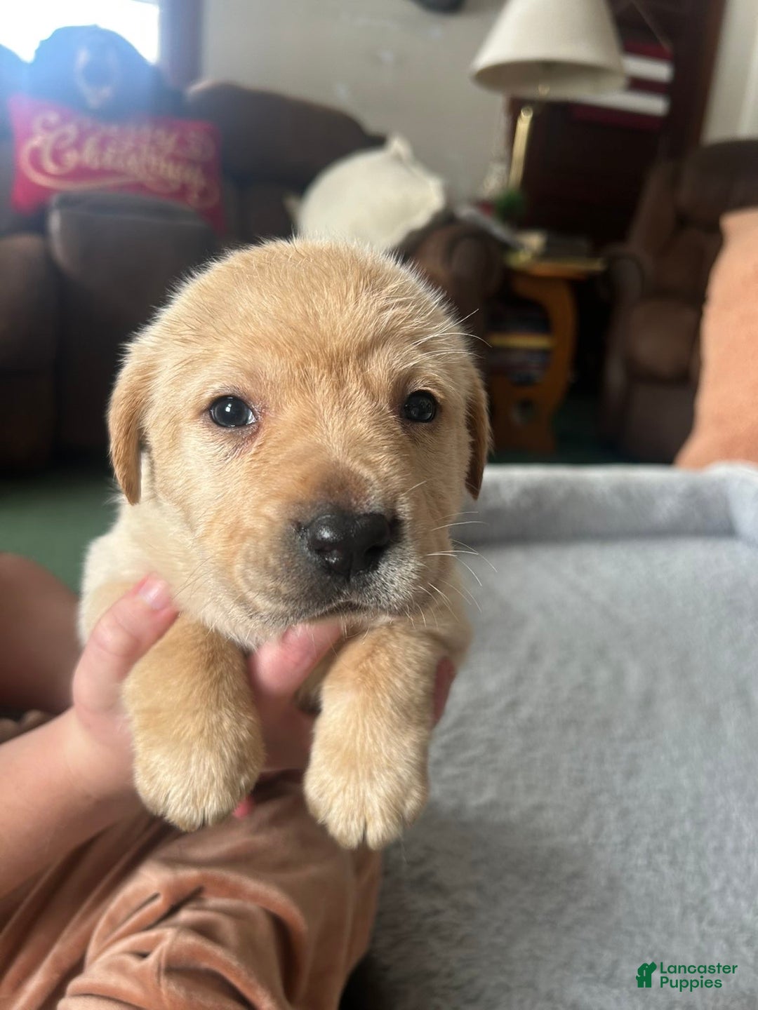 Labrador Retriever dogs for sale: Labrador Retriever Puppy 2 - Ad 3