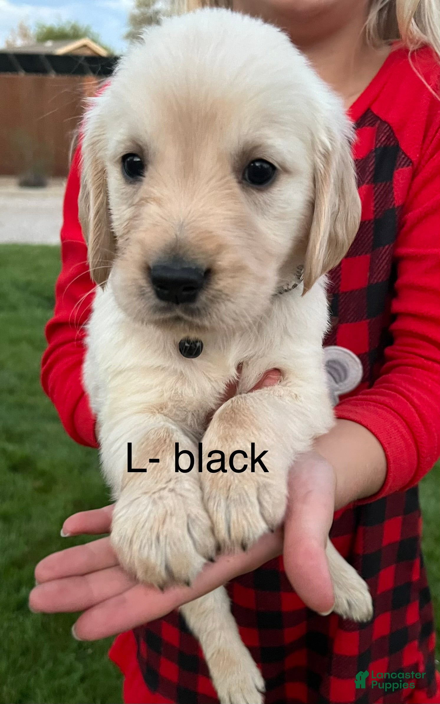 Golden Retriever dogs Black - Ad 1