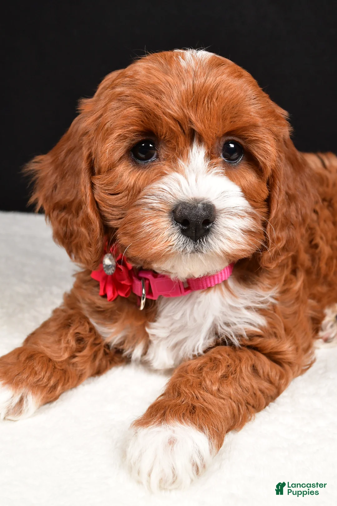 Cavapoo dogs for sale: Bailey - Ad 5