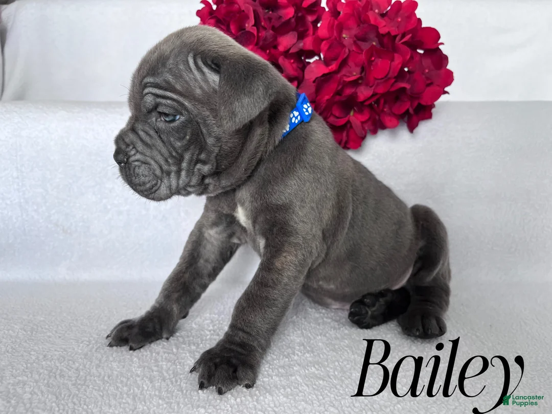 Cane Corso dogs for sale: Nikki - Ad 73