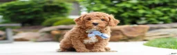 Cavapoo dogs for sale: Maverick - Ad 4