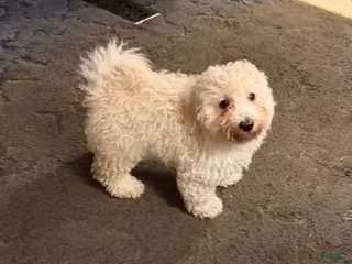 Bichpoo dogs Patrick - Ad 2