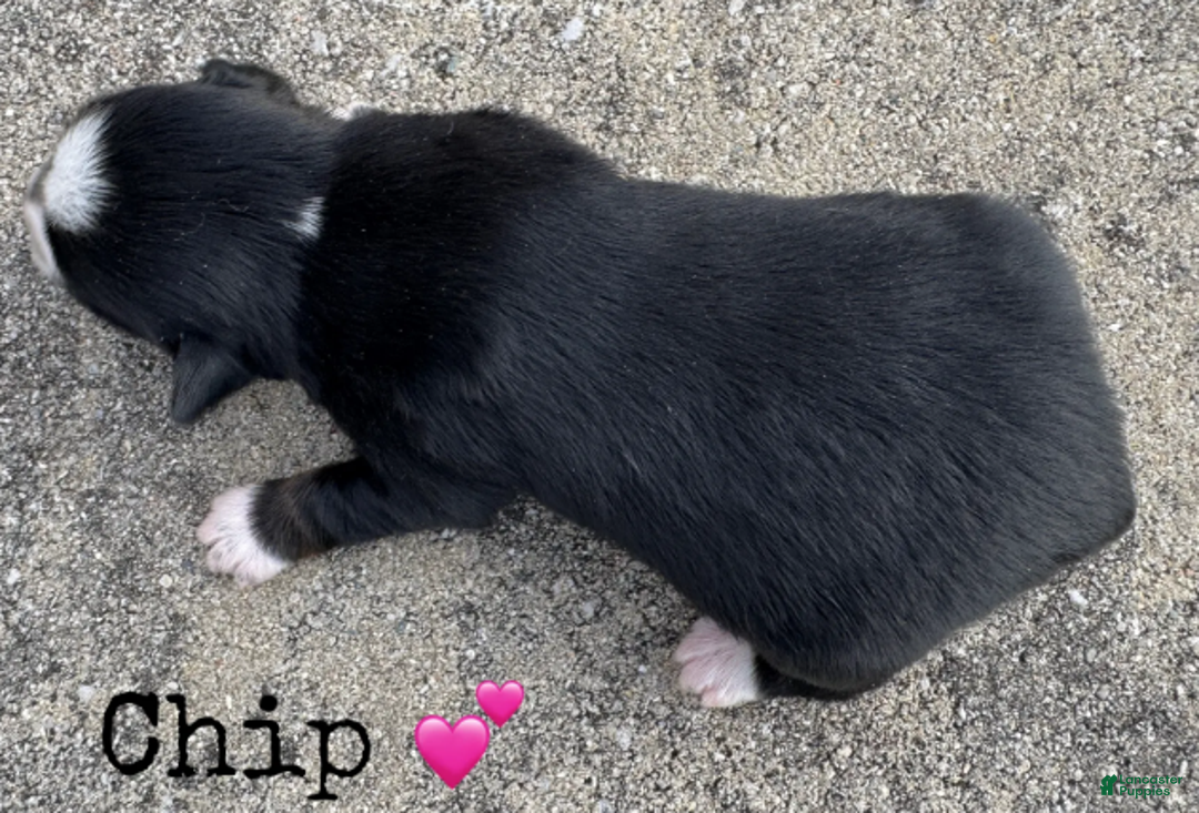 Miniature Australian Shepherd dogs for sale: Chip - Ad 4