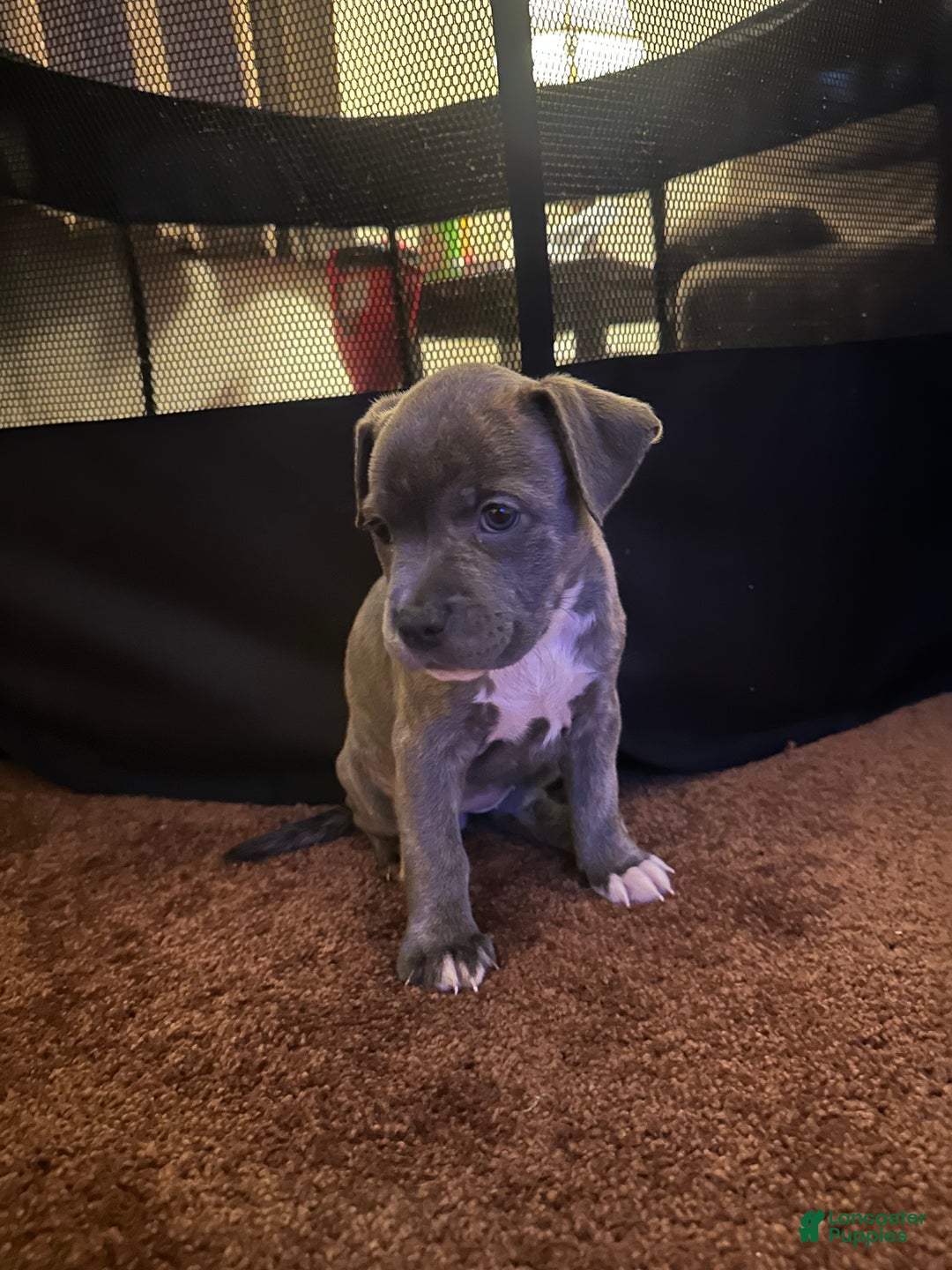 Blue Nose Pitbull Puppies Weeks American Bully Puppy For Sale In