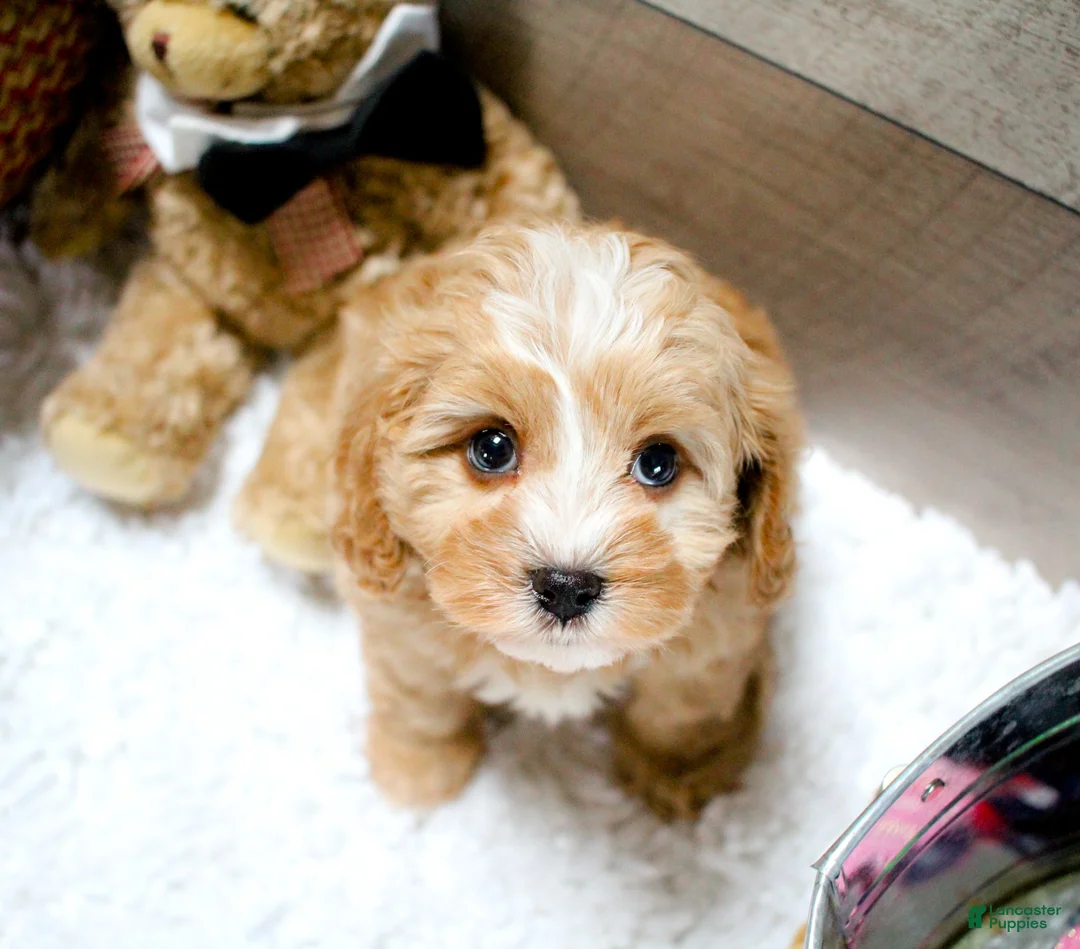 Gallery Image {{count}}