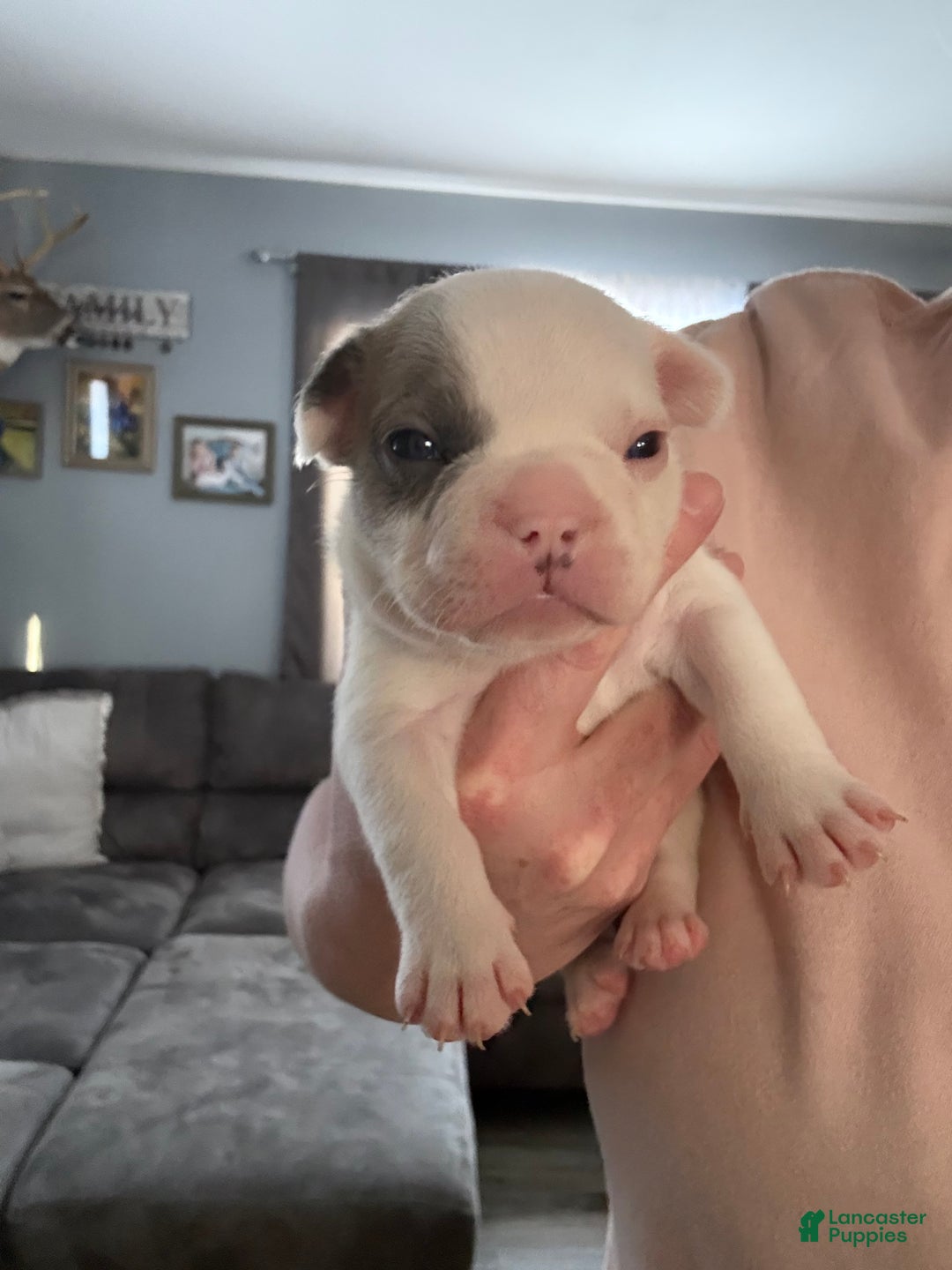 French Bulldog dogs for sale: French Bulldog Puppy 5 - Ad 2