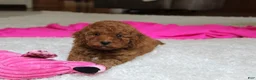 Cavapoochon dogs for sale: Monica - Ad 5
