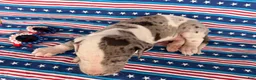 Great Dane dogs for sale: Patches Great Dane  - Ad 4