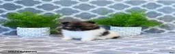 Pomeranian dogs for sale: Rita - Ad 3