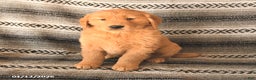 Golden Retriever dogs for sale: Felicity - Ad 1