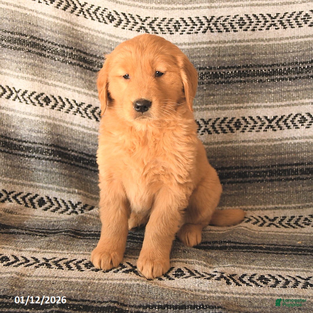 Golden Retriever dogs for sale: Felicity - Ad 1