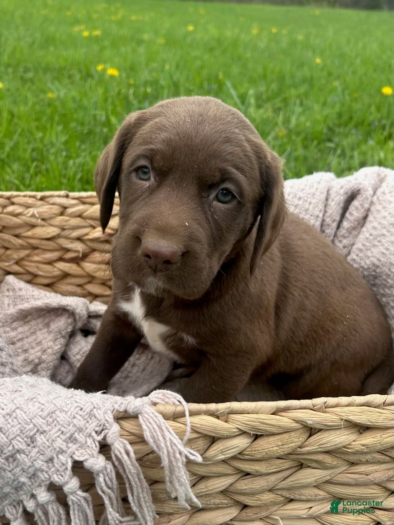 Mixed Breed dogs for sale: Ivy - Ad 2