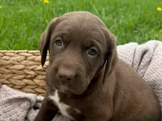 Mixed Breed dogs for sale: Ivy - Ad 2