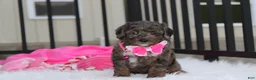 Miniature Poodle dogs for sale:  Brinley - Ad 8
