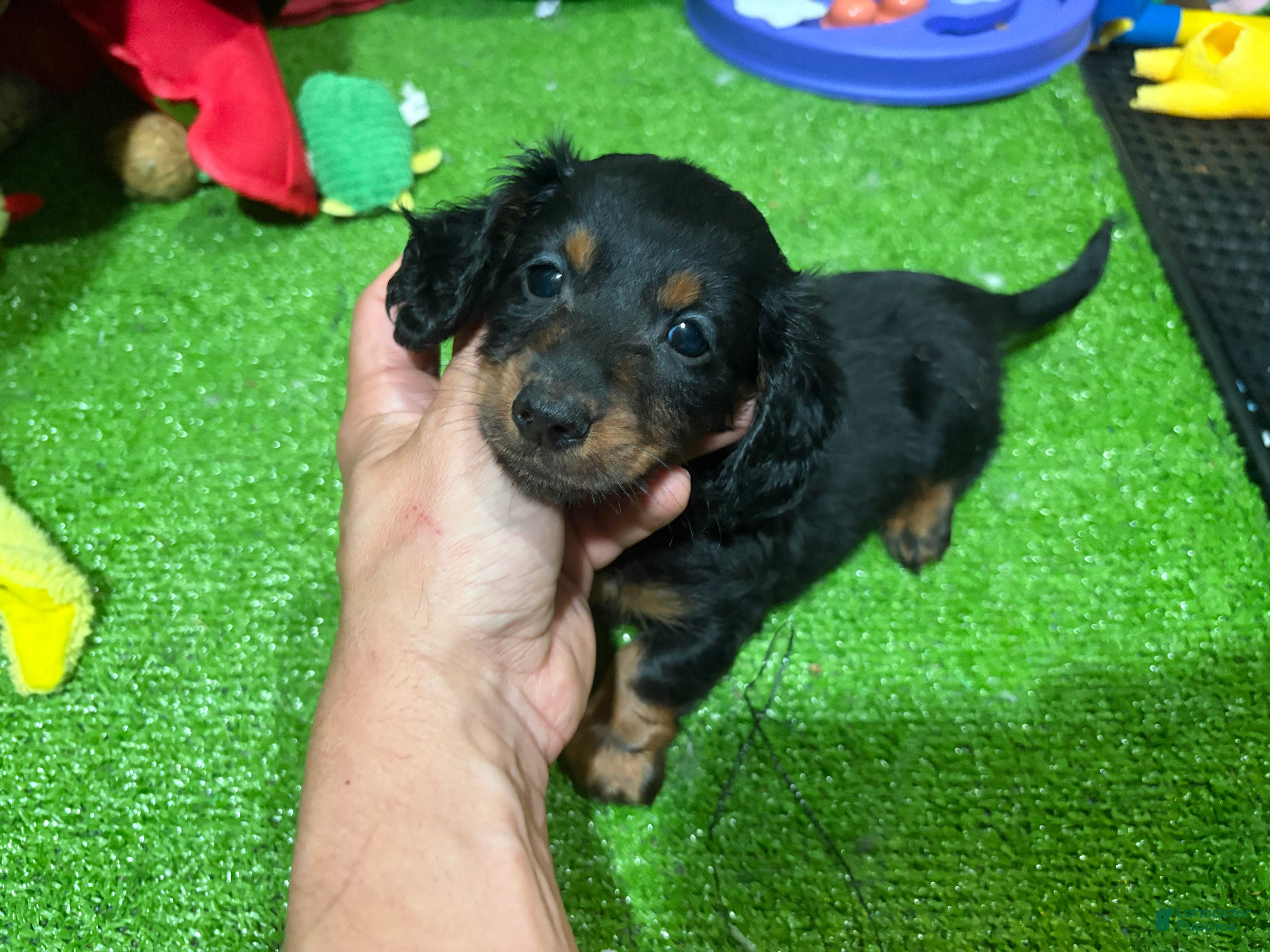 Miniature Dachshund dogs Kaio - Ad 26