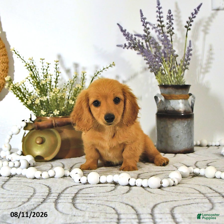 Miniature Dachshund dogs for sale: Dillon - Ad 2