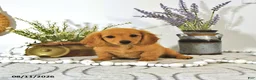 Miniature Dachshund dogs for sale: Dillon - Ad 4